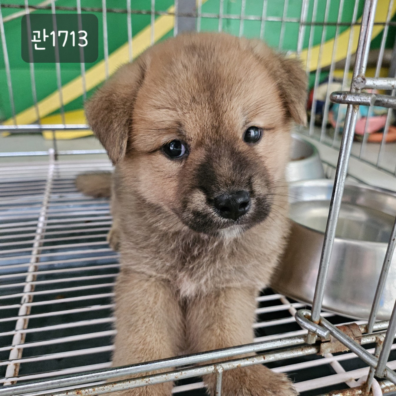 고양시동물보호센터_441394202301713