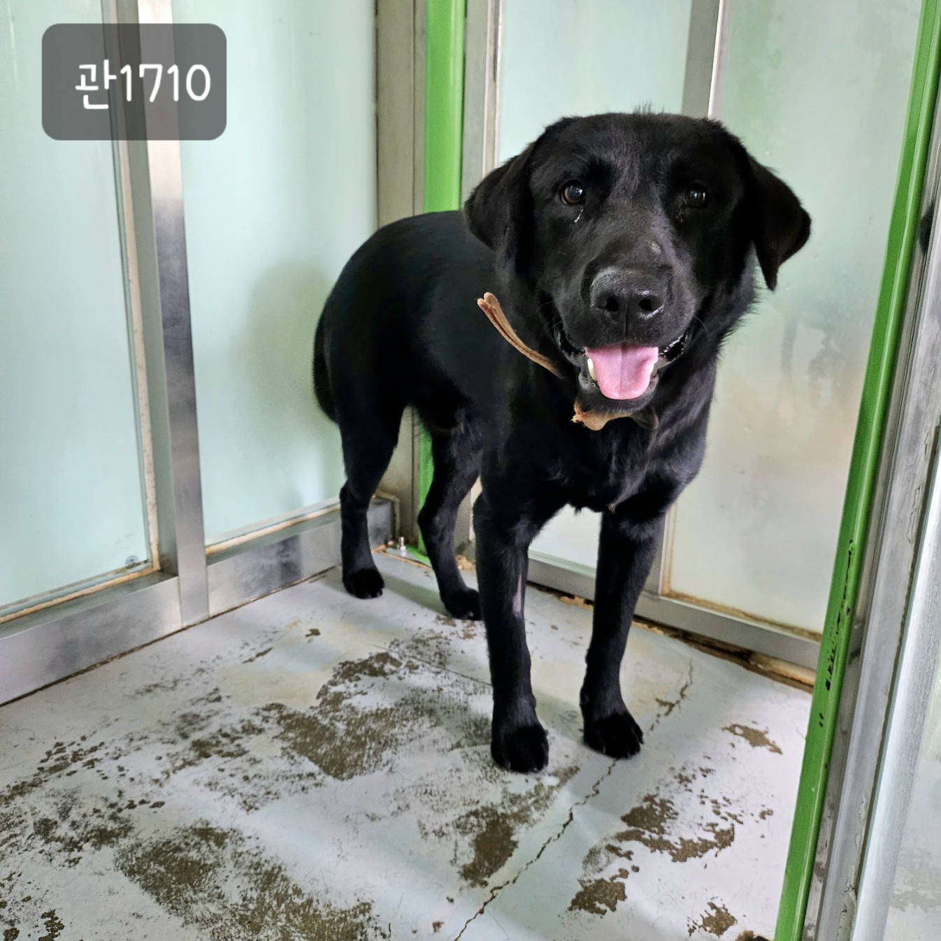 고양시동물보호센터_441394202301710