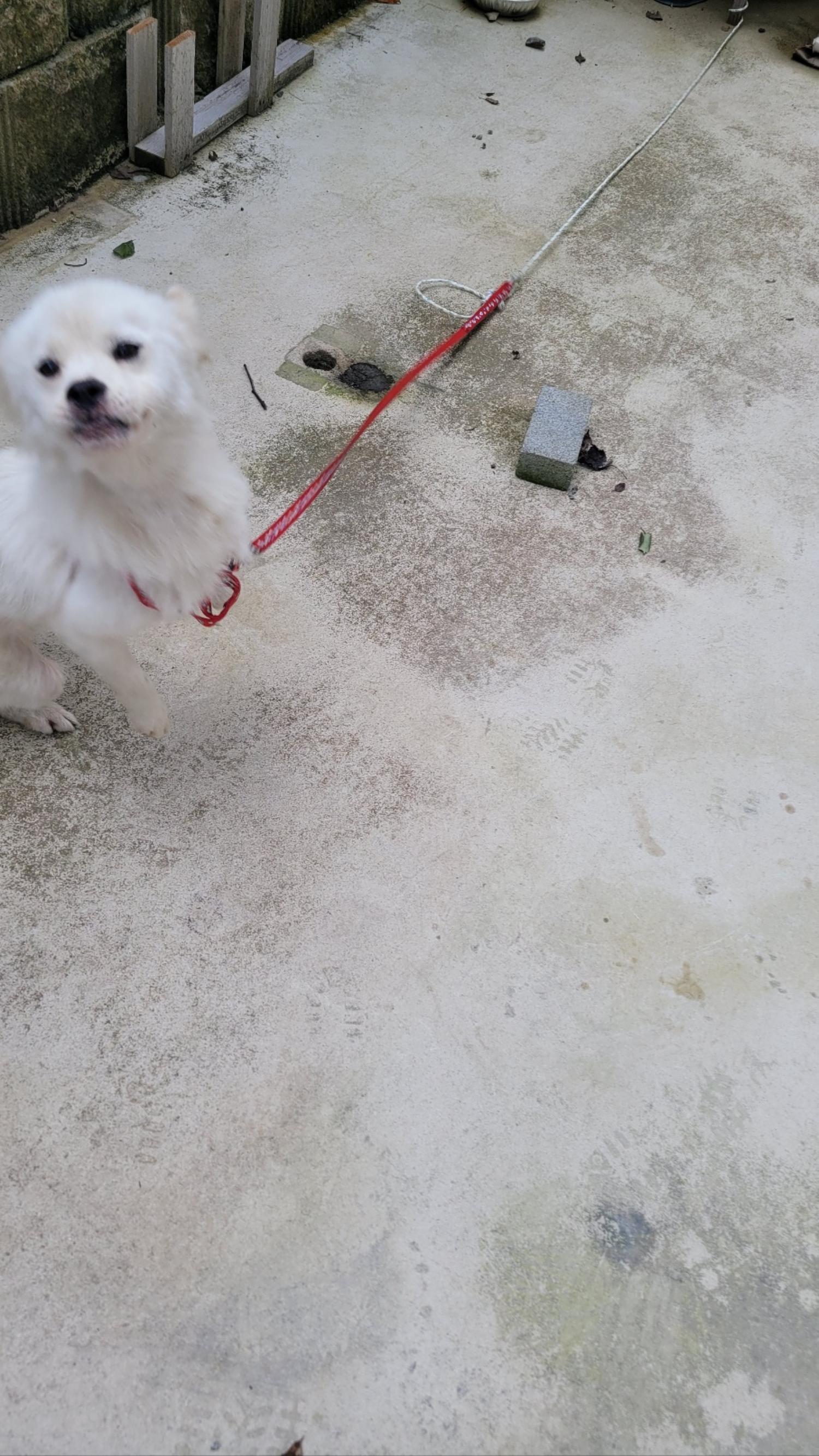 보호중 믹스견의 가…