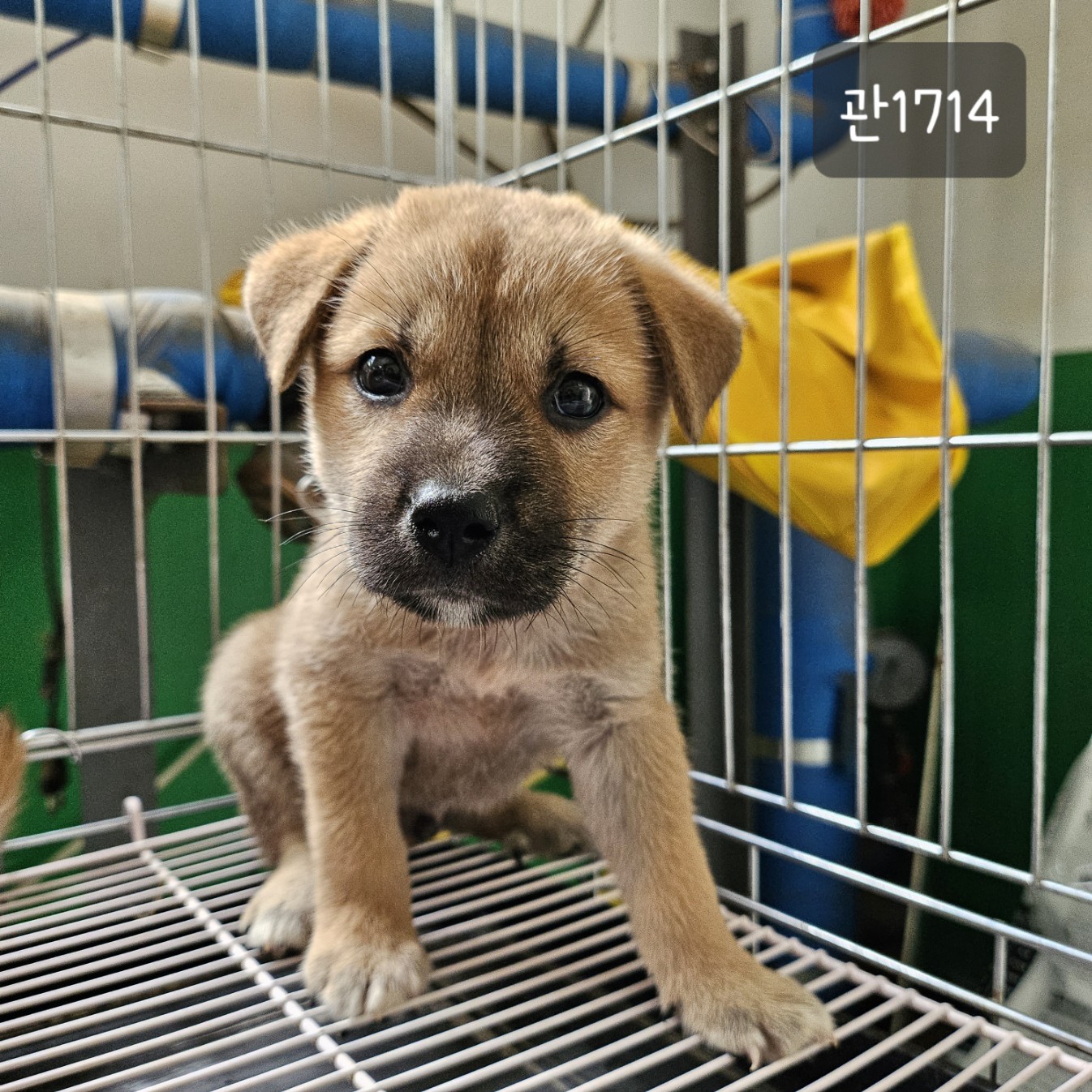 고양시동물보호센터_441394202301714