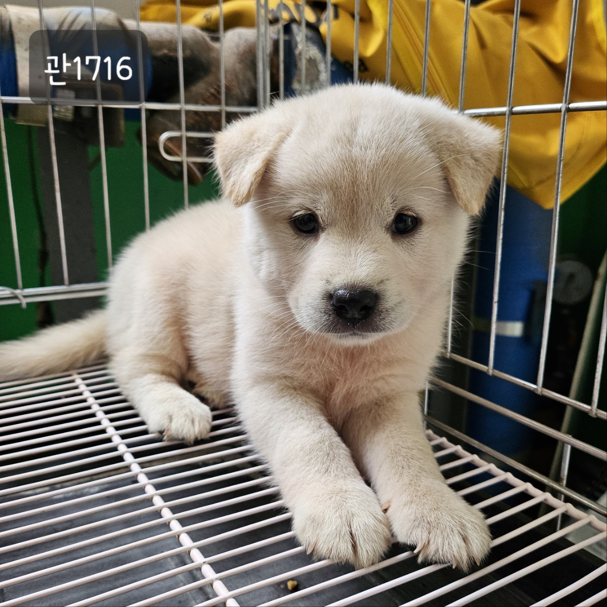 고양시동물보호센터_441394202301716