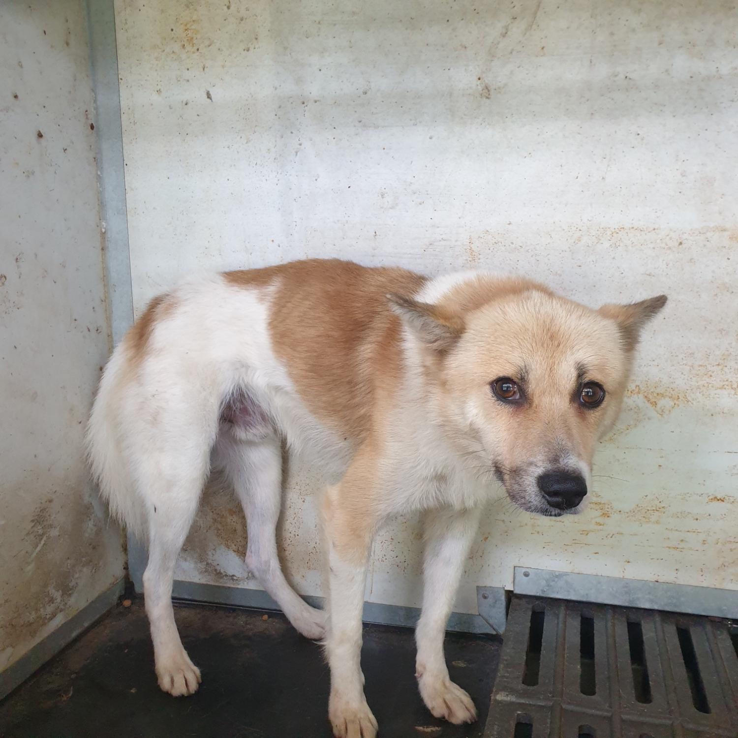 보호중 믹스견의 가…