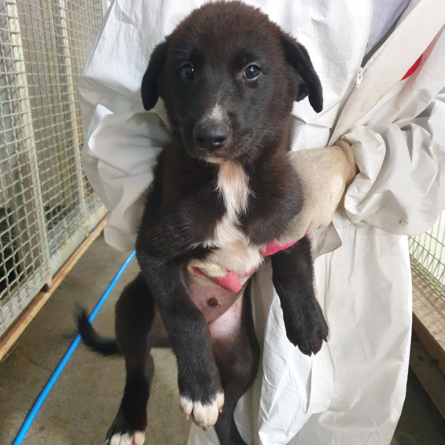 종료(자연사) 믹스…