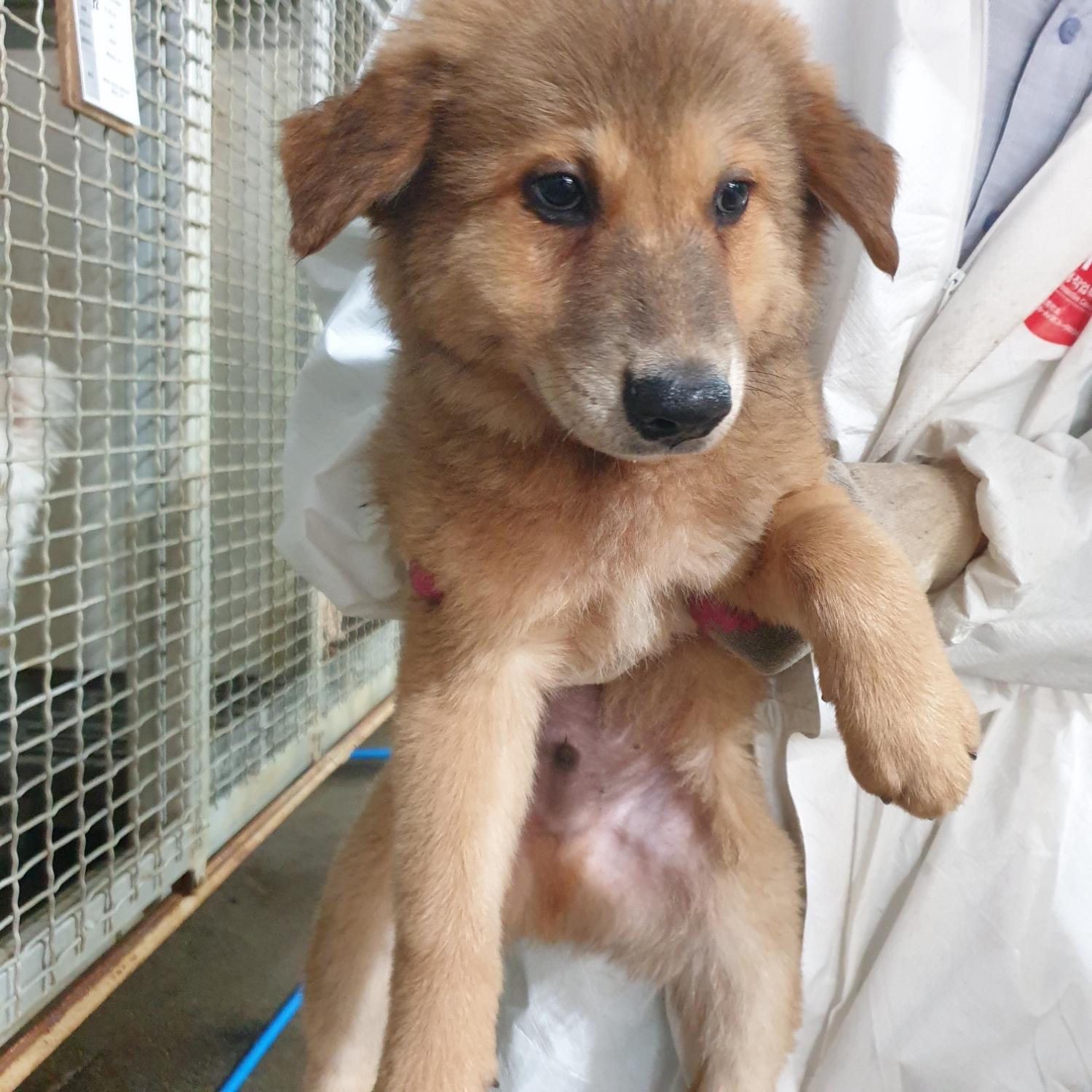 종료(자연사) 믹스…