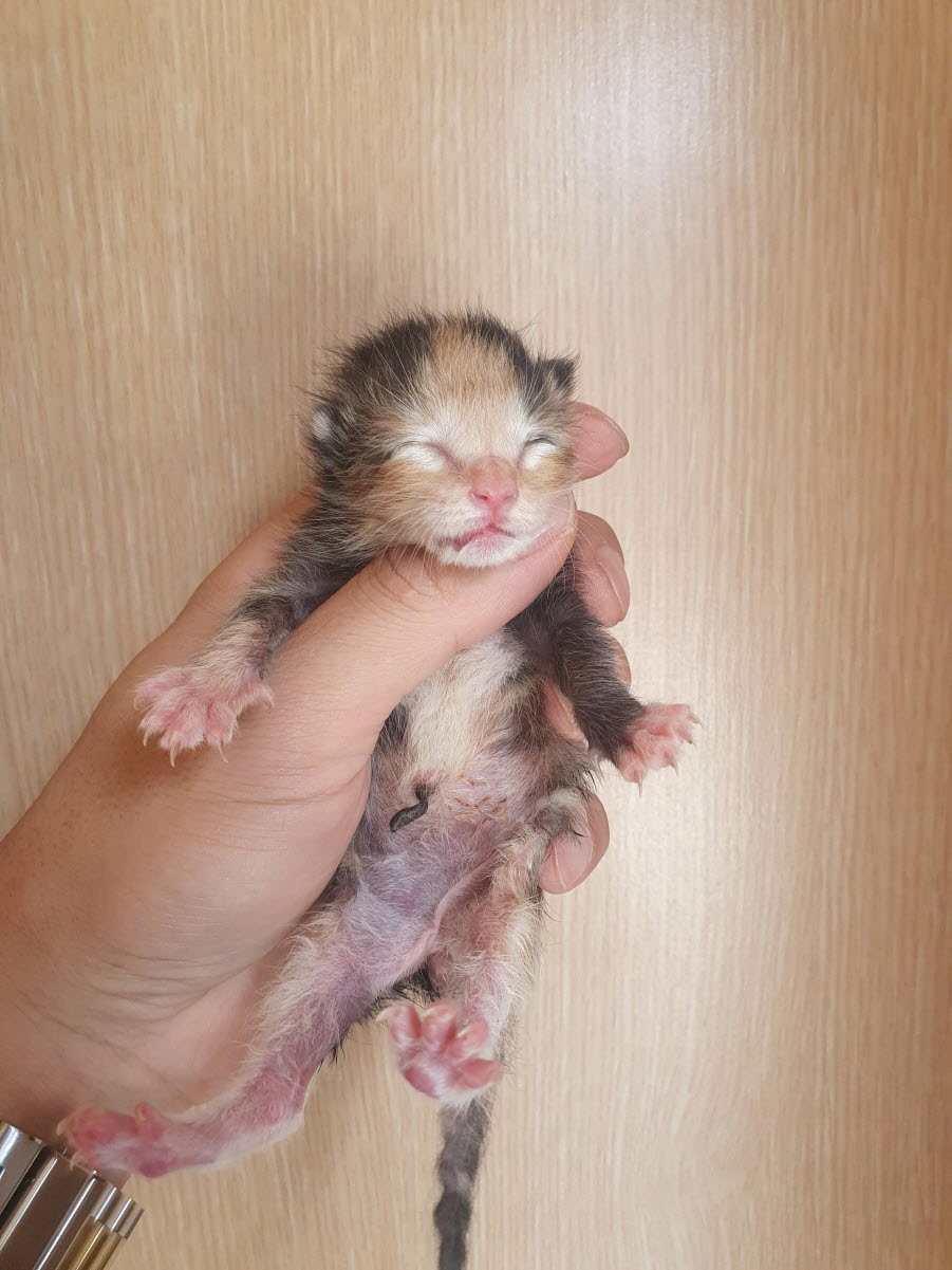 속초시유기동물보호소_442423202300320
