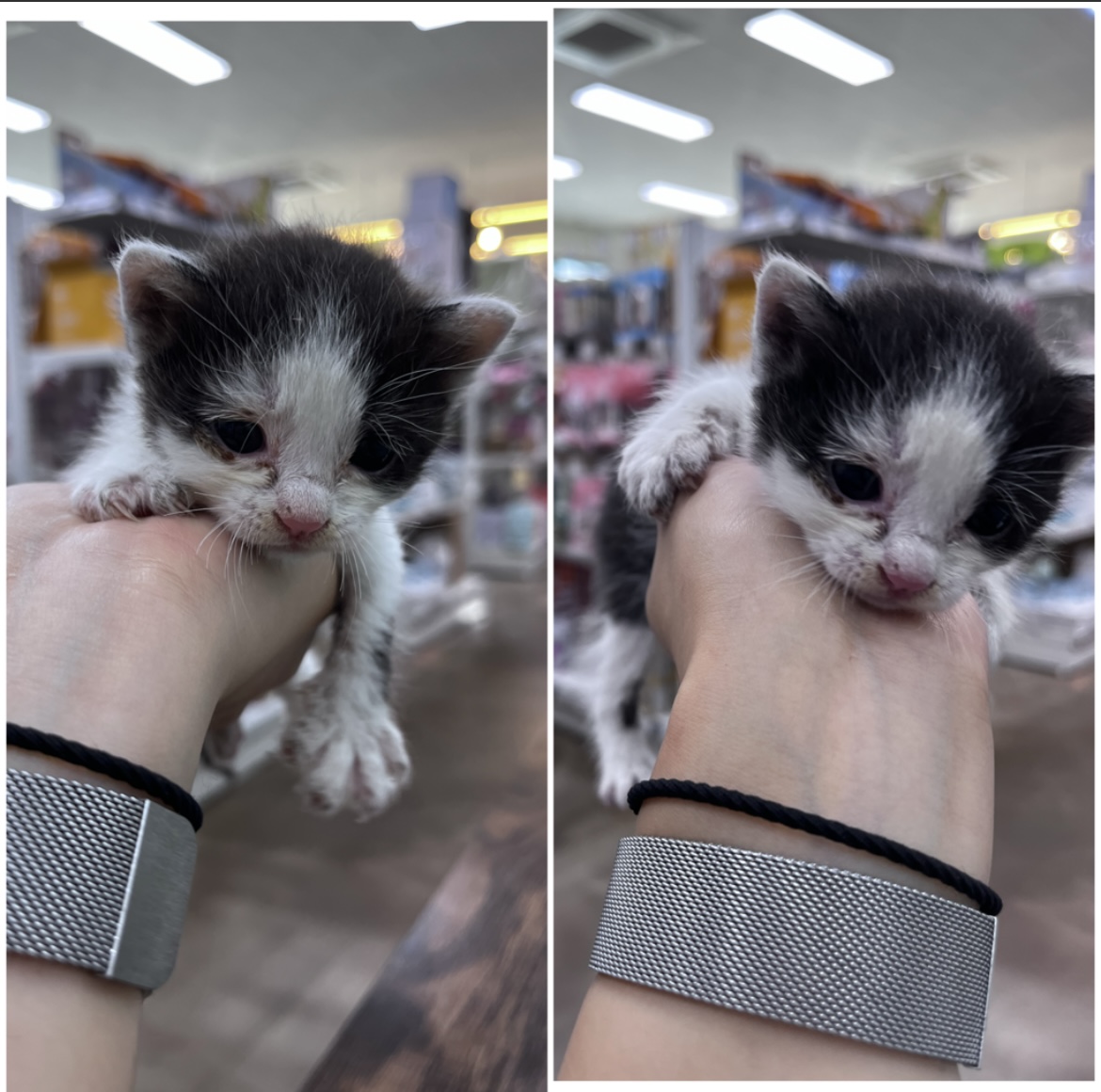 천안시유기동물보호소_444449202301797