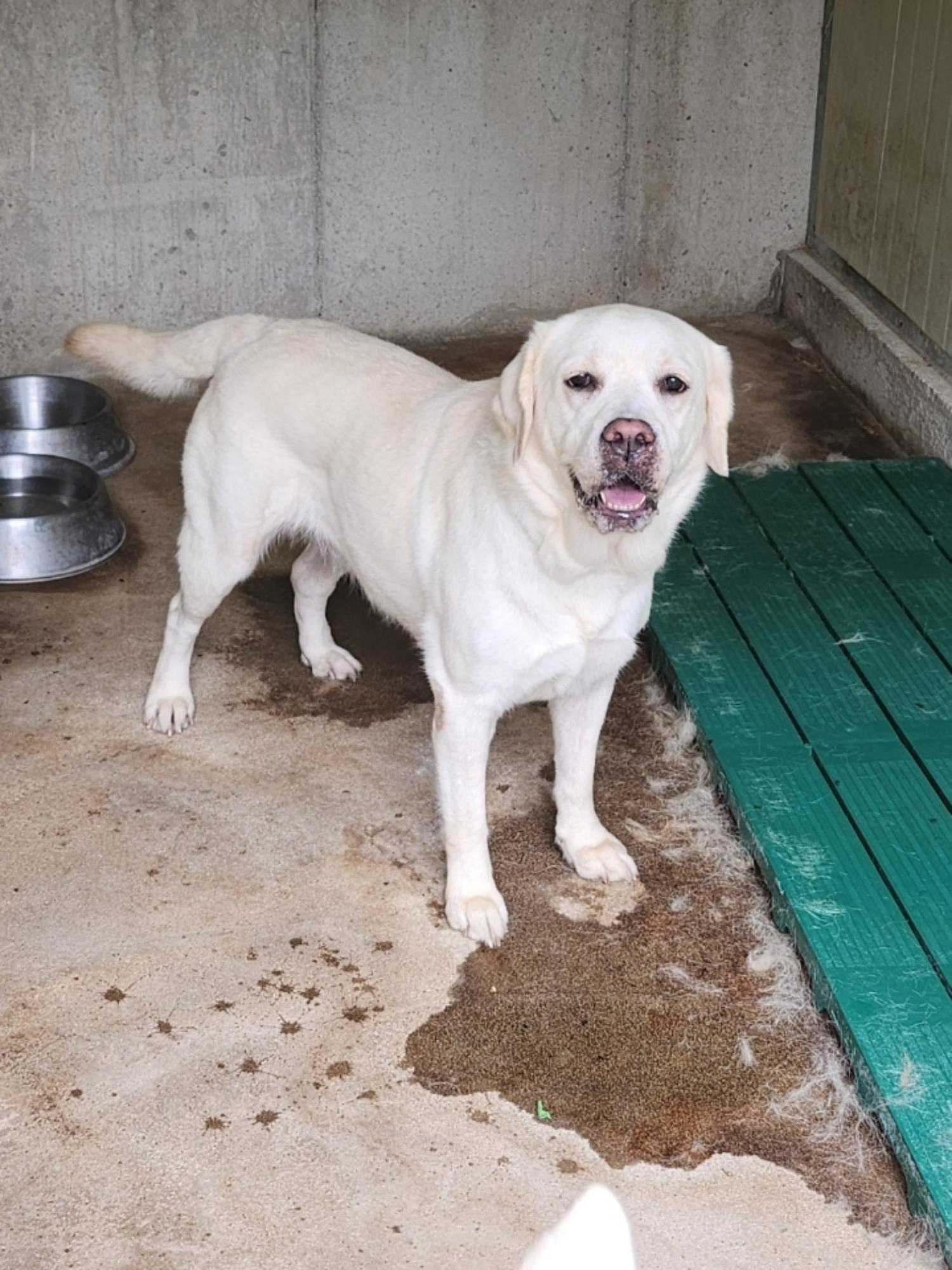 영주시 동물보호센터_447509202300178