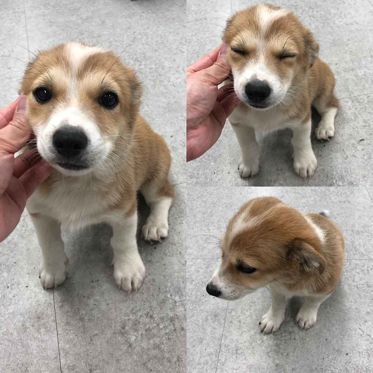 경주동물사랑보호센터_447505202300816