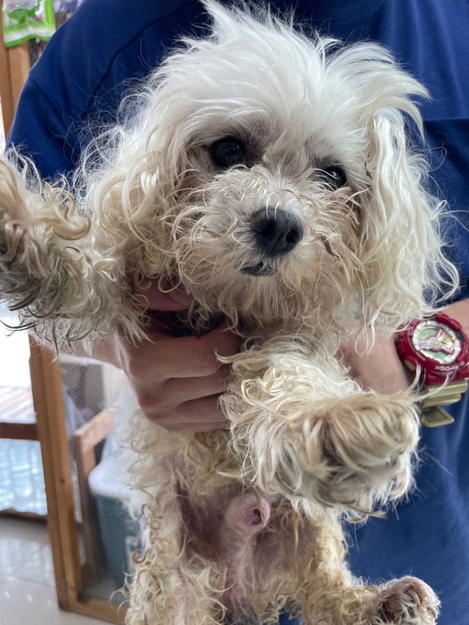 종료(자연사) 말티…