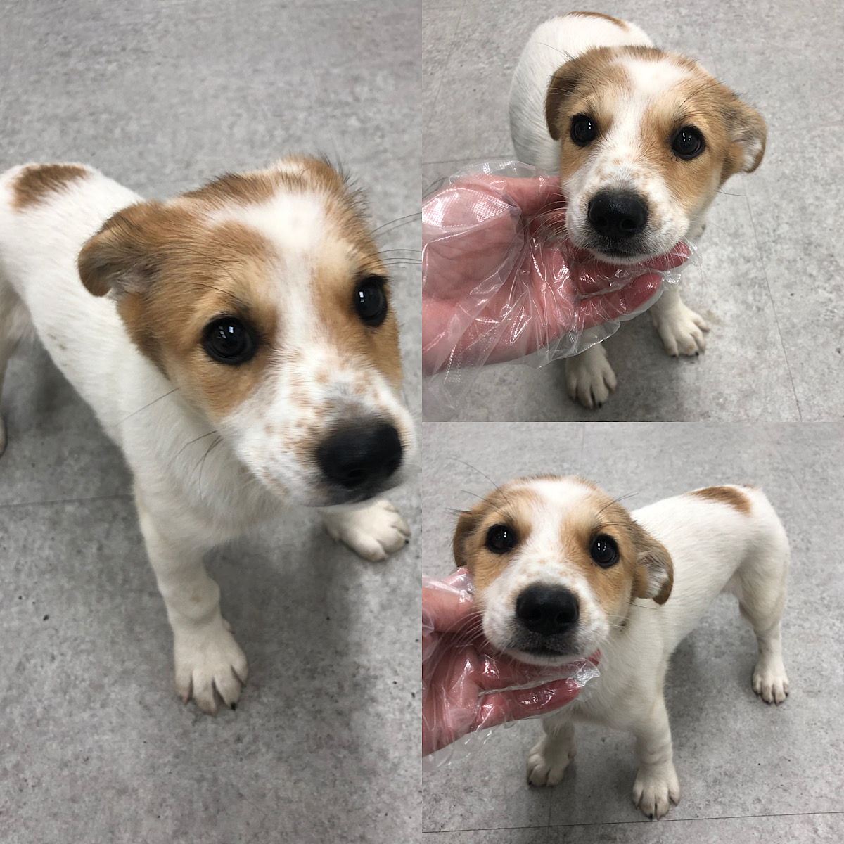 경주동물사랑보호센터_447505202300815