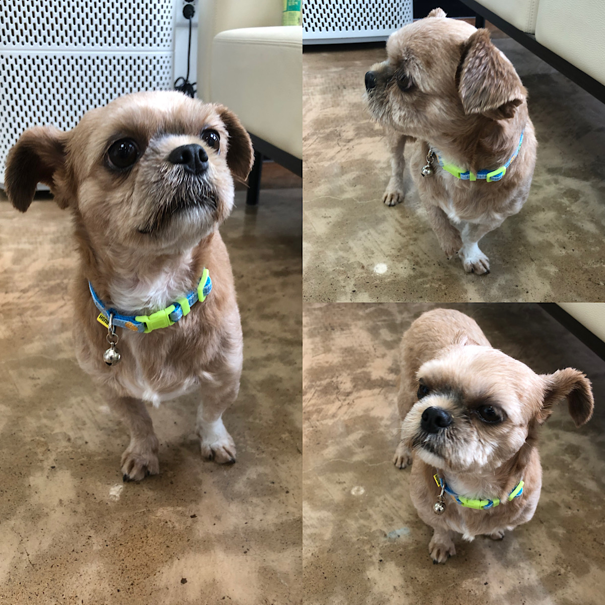 경주동물사랑보호센터_447505202300811