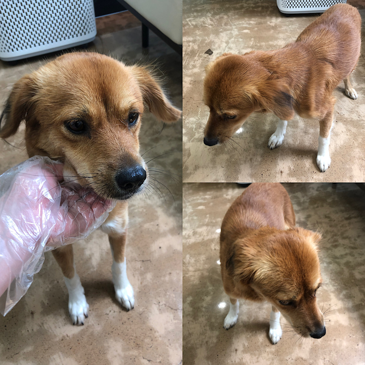 경주동물사랑보호센터_447505202300817