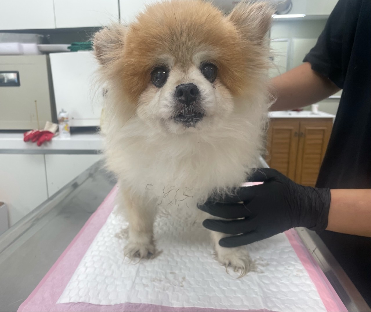 남양주시동물보호센터_441399202302040