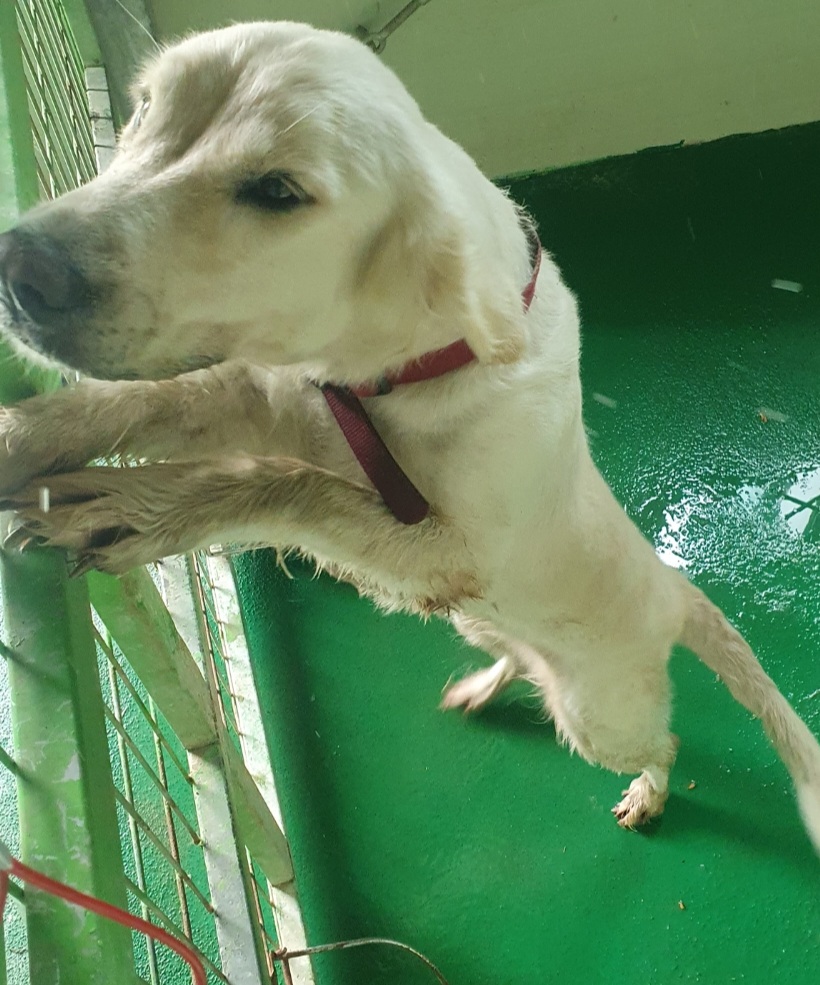 구례군동물보호센터_446487202300155