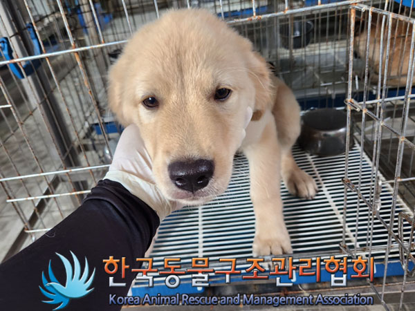 한국동물구조관리협회_441406202301155