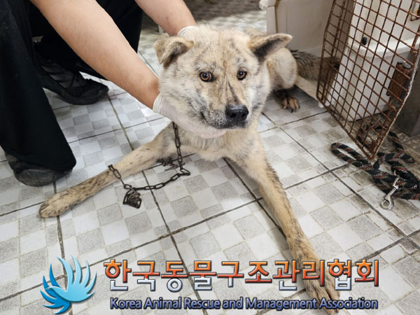 한국동물구조관리협회_411324202300474