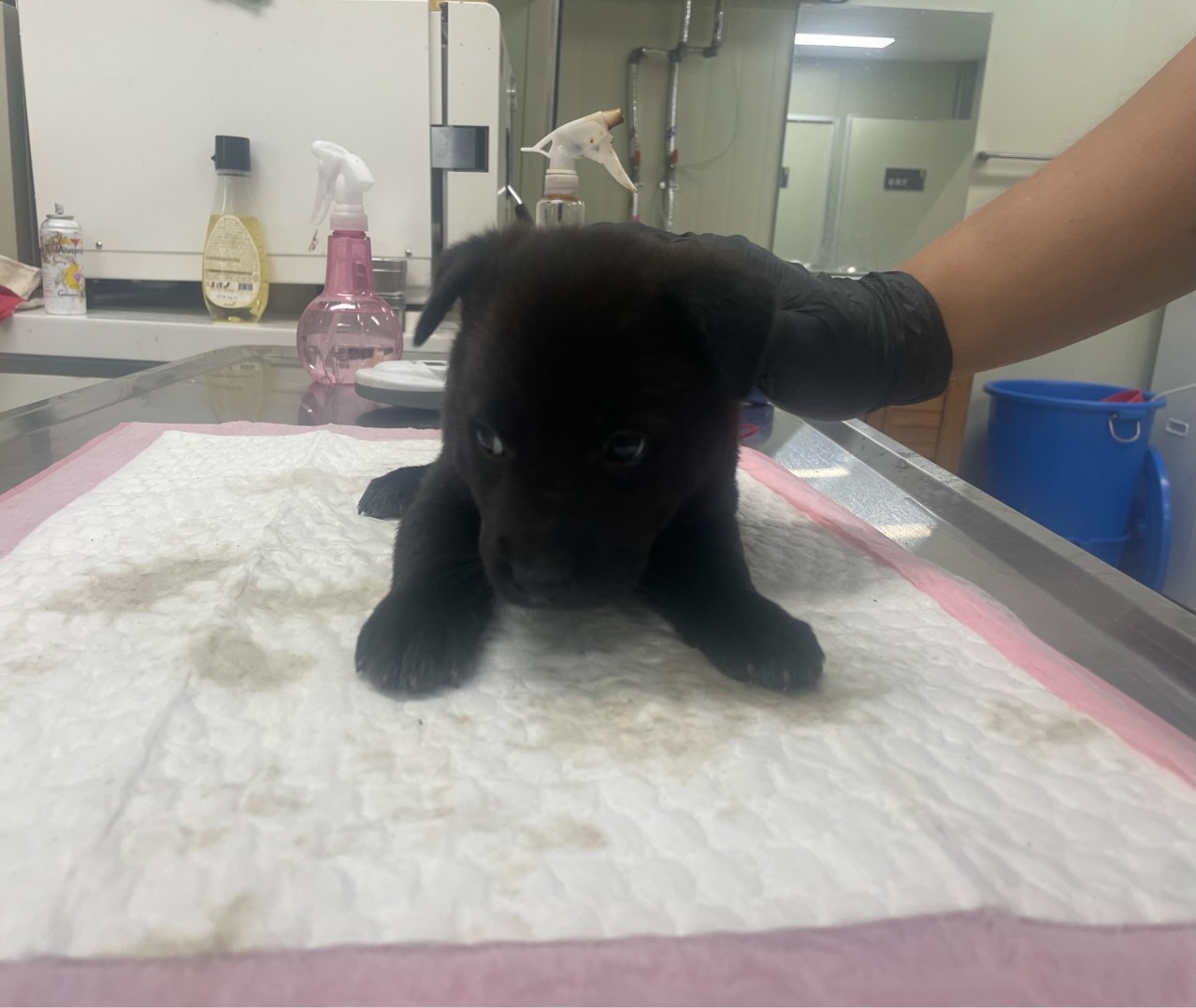 종료(입양) 믹스견…