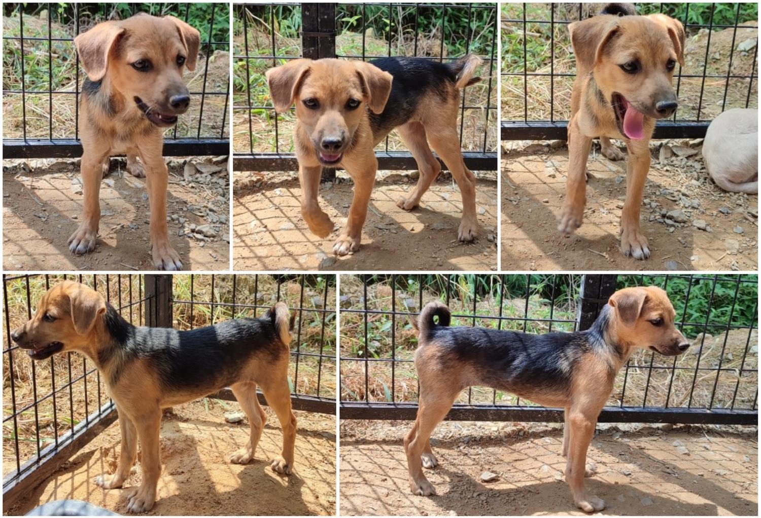 무안군유기동물보호소_446495202300240