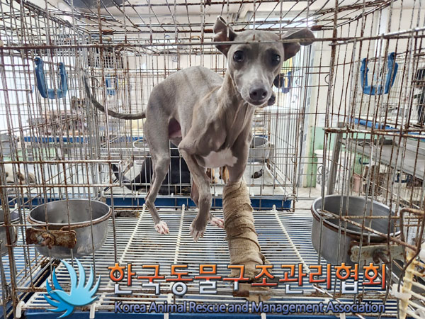 한국동물구조관리협회_441414202300611