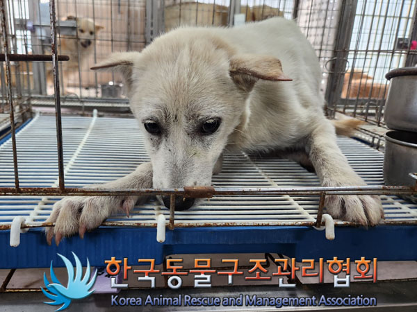 한국동물구조관리협회_441560202300980