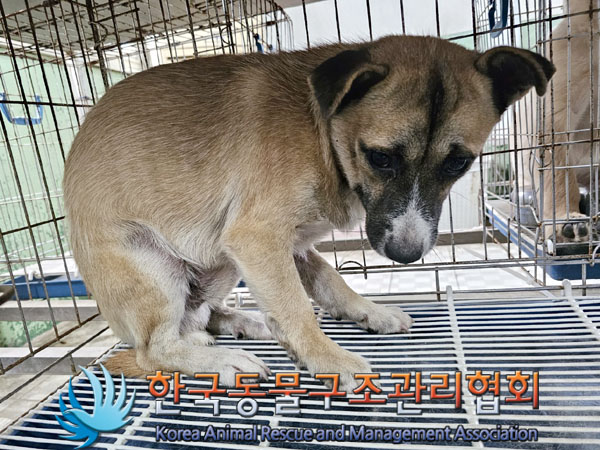 한국동물구조관리협회_441406202301160