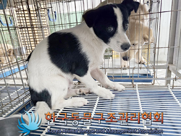 한국동물구조관리협회_441406202301159