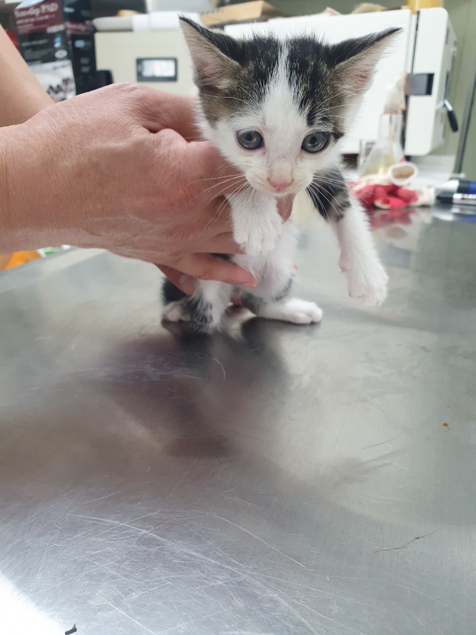 종료(입양) 믹스묘…