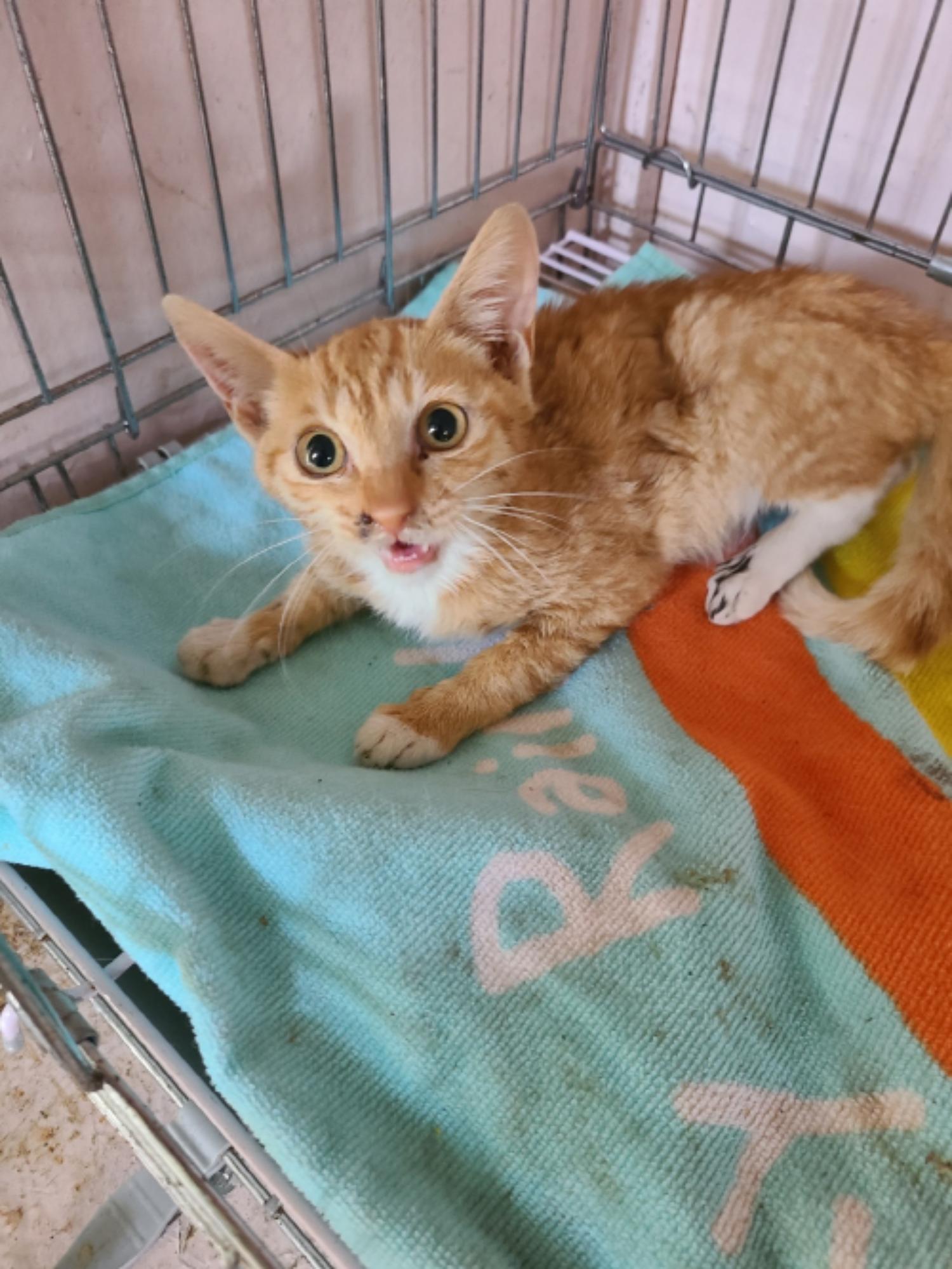 유기동물및관리협회_448535202301217