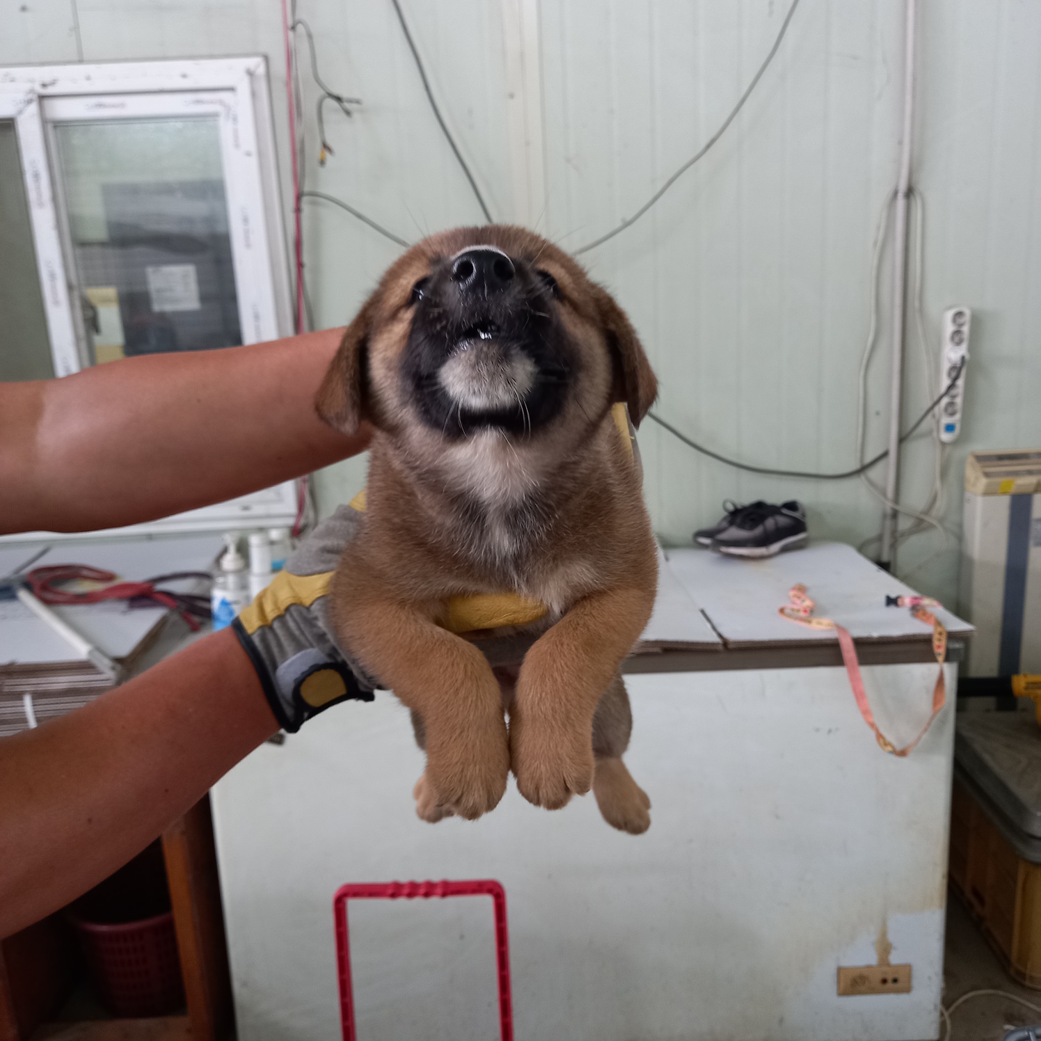 평택시유기동물보호소_441391202301867