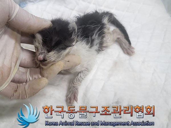 한국동물구조관리협회_441560202300982