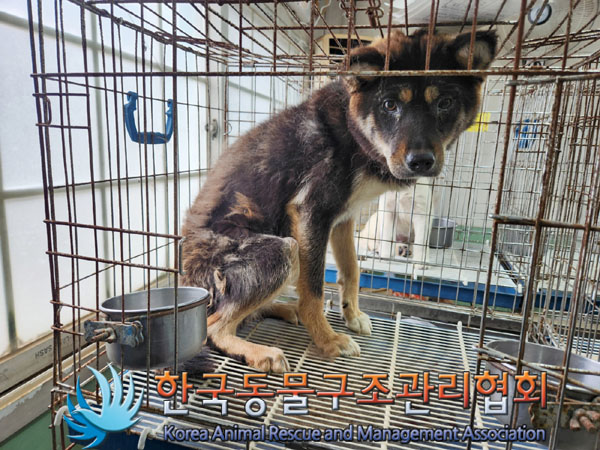 한국동물구조관리협회_441409202301278