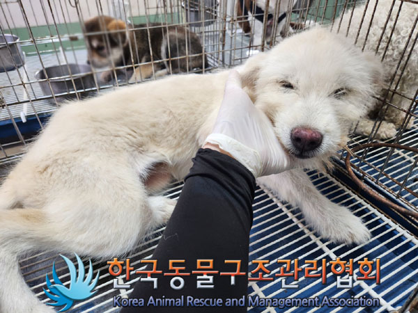 한국동물구조관리협회_441414202300613