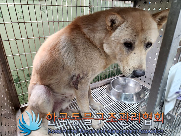 한국동물구조관리협회_441409202301282