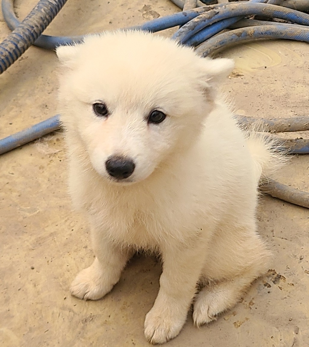 푸른곡성21동물보호소_446486202300149