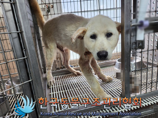 한국동물구조관리협회_441406202301157