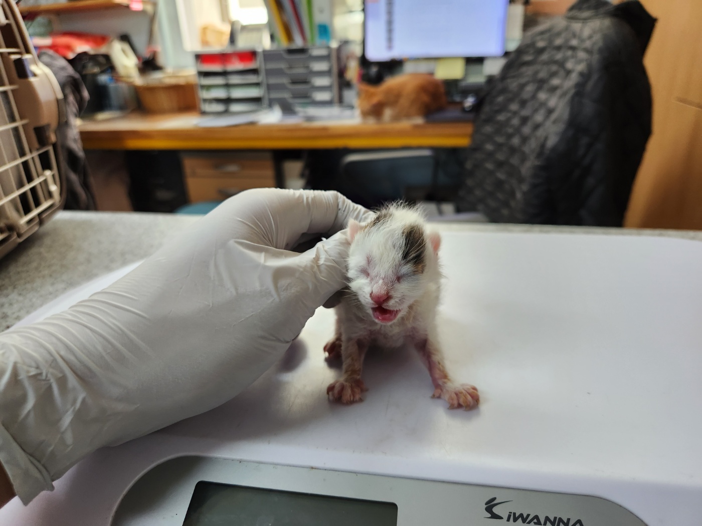 종료(자연사) 한국…