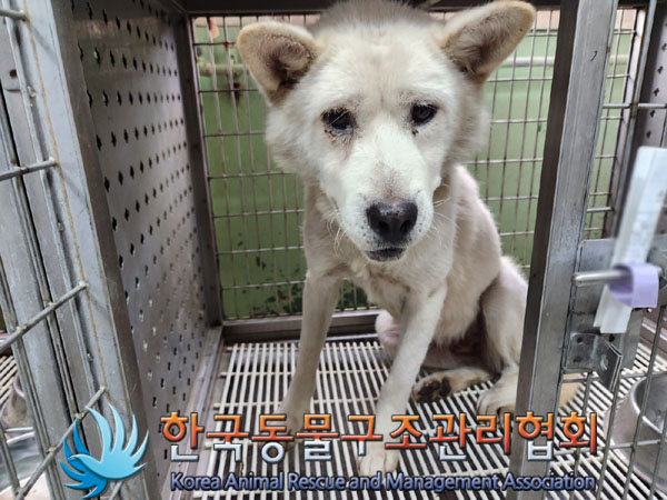 한국동물구조관리협회_441406202301158