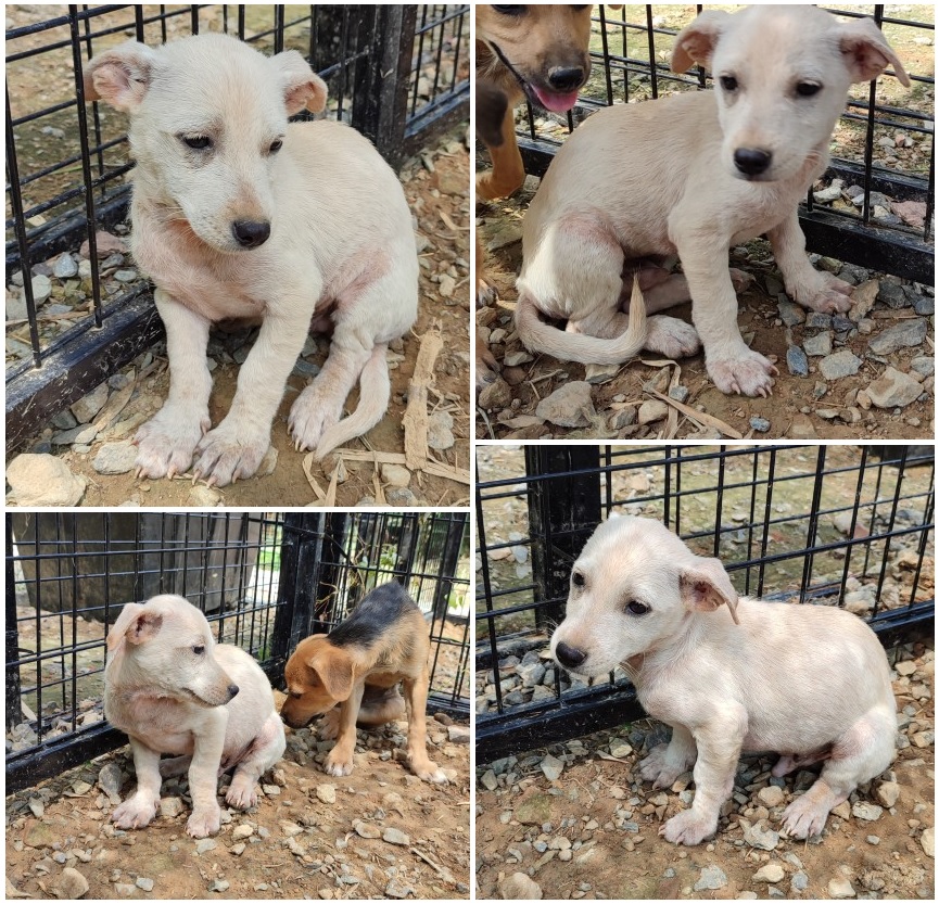 무안군유기동물보호소_446495202300242