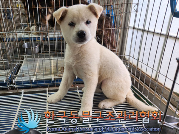 한국동물구조관리협회_441414202300614