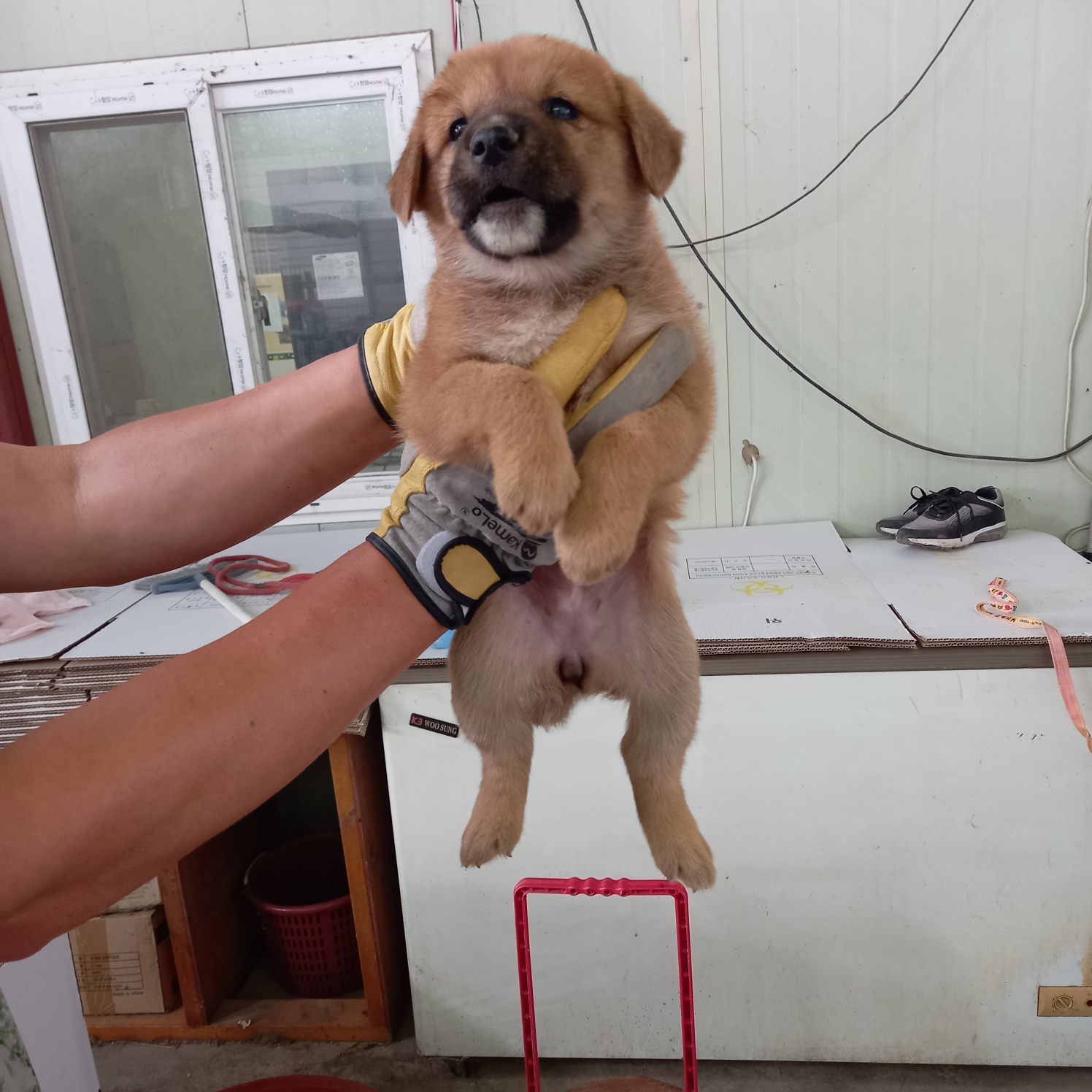 평택시유기동물보호소_441391202301868
