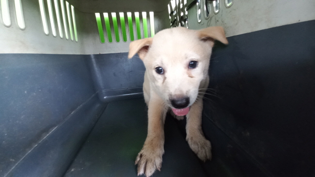 보호중 믹스견의 가…