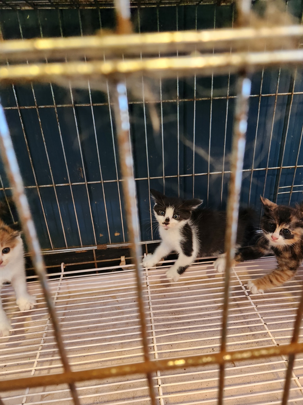 보호중 믹스묘의 가…