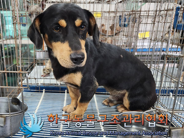 한국동물구조관리협회_441414202300615