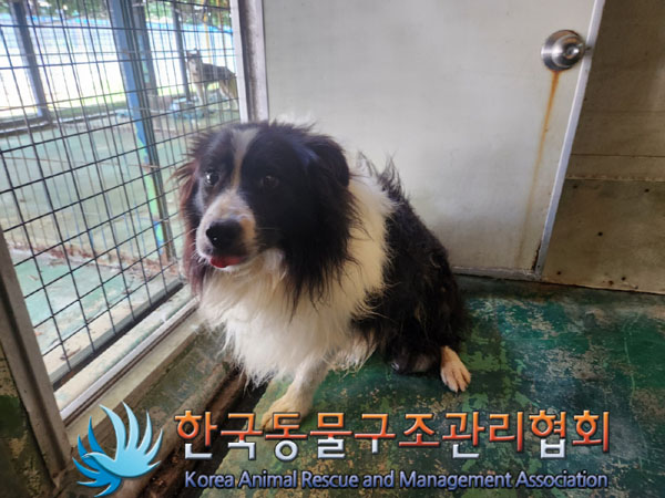 한국동물구조관리협회_441560202300981