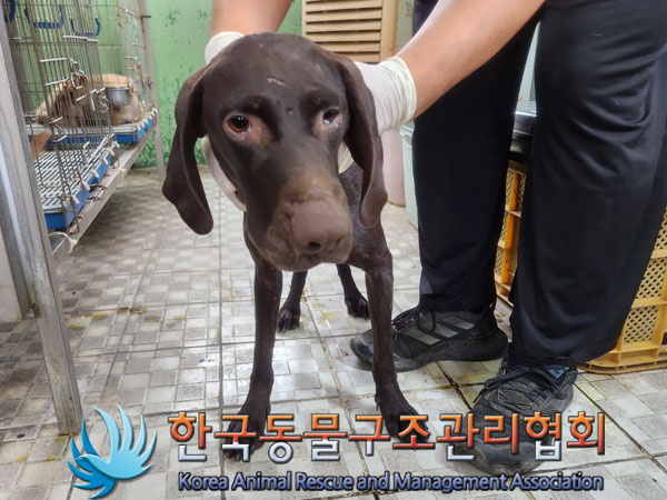 한국동물구조관리협회_441409202301286