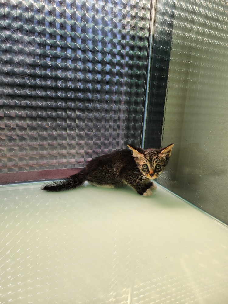 종료(입양) 한국 …