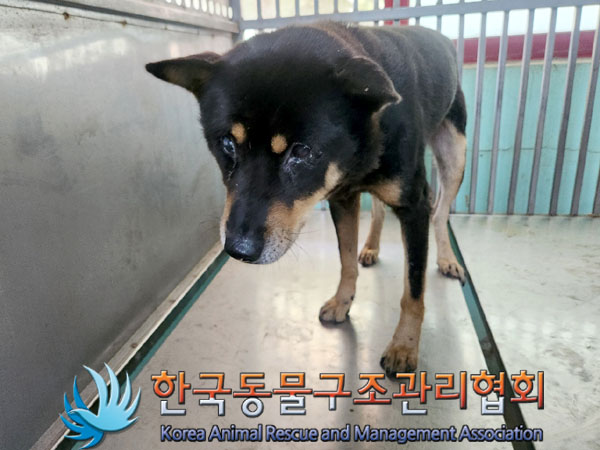 한국동물구조관리협회_441392202300174