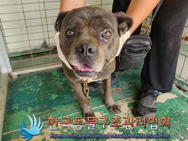 한국동물구조관리협회_441392202300177