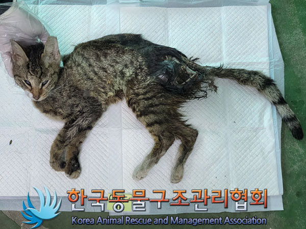 한국동물구조관리협회_411303202300387