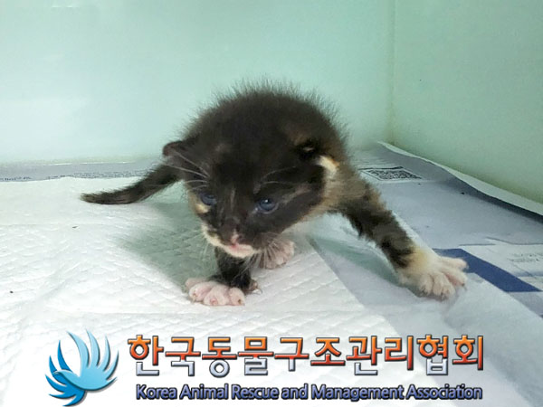 한국동물구조관리협회_441559202300846